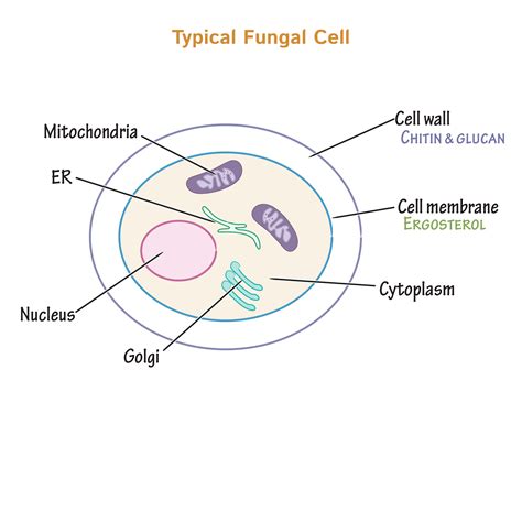 Fungal Cell Diagram Labeled