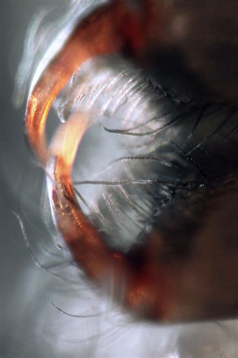 Spider Mouthparts Photograph by Thierry Berrod, Mona Lisa Production ...