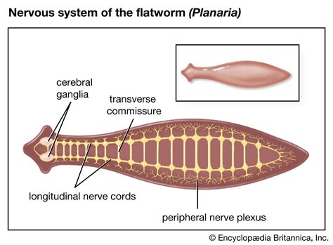 Flatworm Anatomy