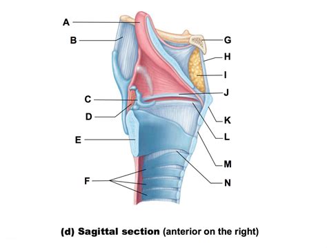 Sagittal view - laryngopharynx Diagram | Quizlet