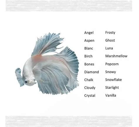 160 Best Betta Fish Names for Your Siamese Fighting Fish