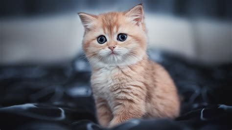 Cute Kitten 4k Wallpaper,HD Animals Wallpapers,4k Wallpapers,Images ...