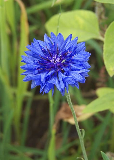 Cornflower (Centaurea) - Meaning, Symbolism and Uses – A to Z Flowers