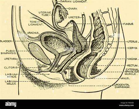 Chordate anatomy (1939 Stock Photo - Alamy