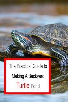 How to make a turtle pond in your backyard from scratch 2022 – Artofit