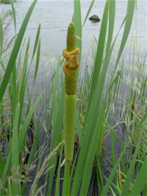 Cattail: Pictures, Flowers, Leaves & Identification | Typha latifolia