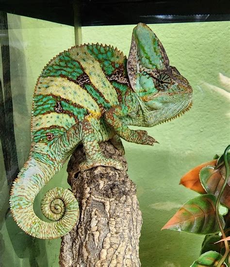 Designer Veiled chameleon for sale are the most colorful