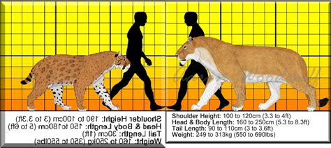 Smilodon Size