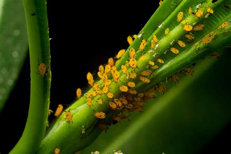 Yellow Aphids Pictures - AZ Animals