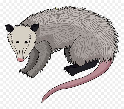 Possum Clipart - Cartoon, HD Png Download - vhv