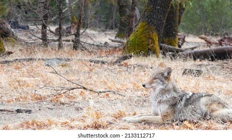 4,616 Grey Coyote Images, Stock Photos & Vectors | Shutterstock