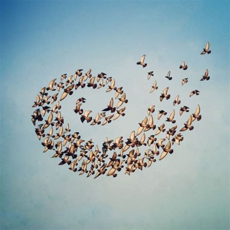 'Flying Formation', A Series of Digital Photo Collages of Birds Flying ...