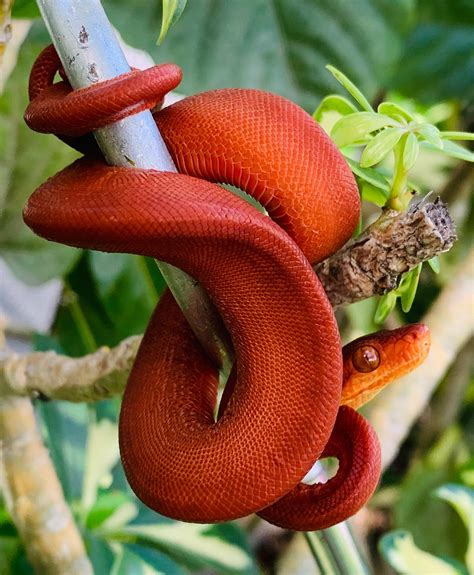 Amazon Tree Boa Facts, Description, Diet, and Pictures