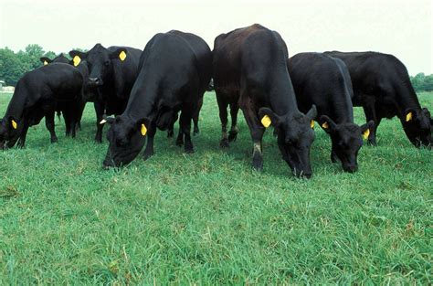 Angus cattle | Loudoun Farms