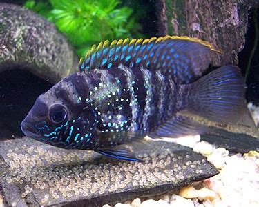 Blue acara temperament. | MonsterFishKeepers.com