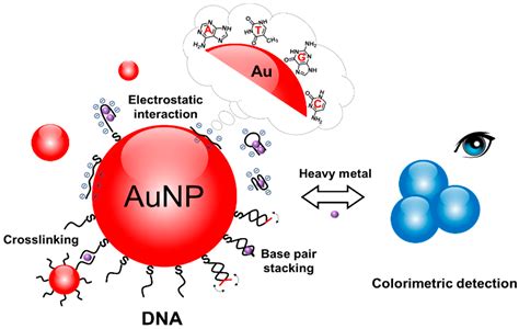 Biosensors | Free Full-Text | Interfacing DNA with Gold Nanoparticles ...