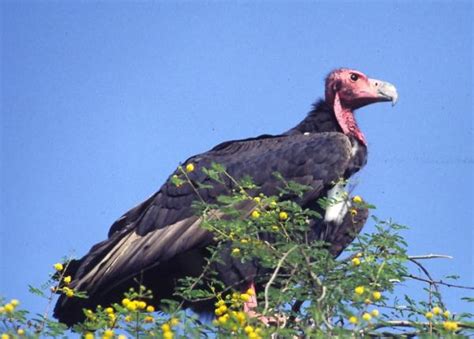 Red-headed Vulture | The Peregrine Fund