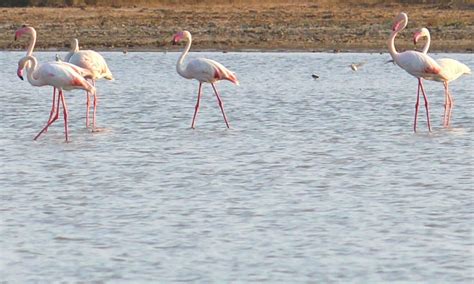 Pulicat Lake Bird Sanctuary - A Birder's Paradise | WildlifeZones