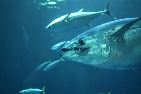 Fascinating Tuna Fish Facts for Kids 2023 (Fun Facts)