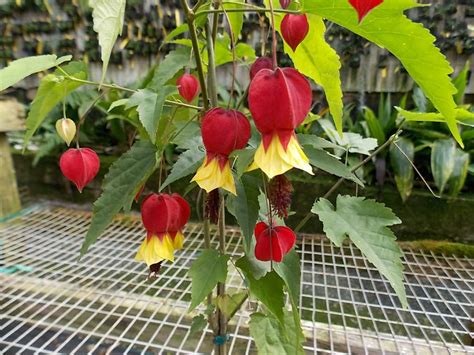 Abutilon megapotamicum (Trailing Abutilon) - World of Flowering Plants