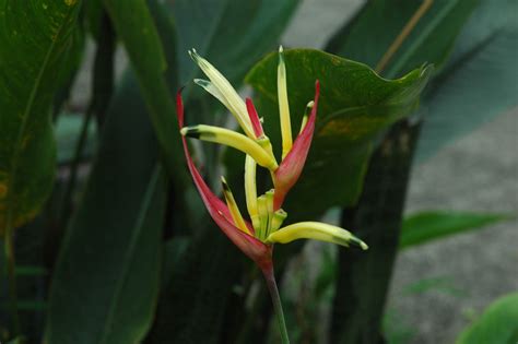 Heliconia (Heliconiaceae) image 32139 at PhytoImages.siu.edu