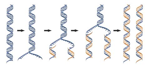 DNA Replication - The Definitive Guide | Biology Dictionary