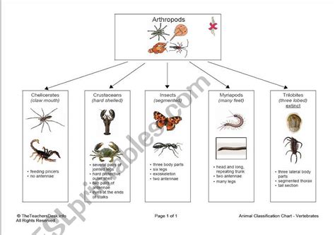 Phylum Arthropoda Classification Worksheet