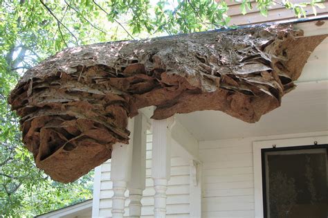 Giant Hornet Nest Louisiana | Bruin Blog