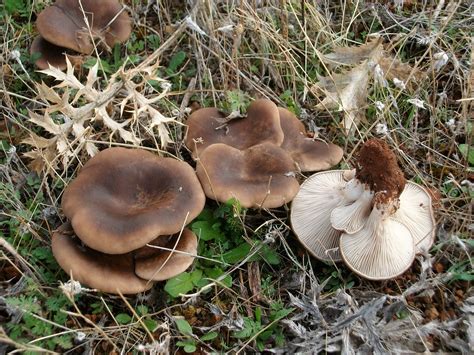 Pleurotus eryngii - a photo on Flickriver