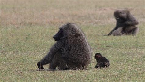 Olive Baboon Facts, Lifespan, Behavior, Size and All Information