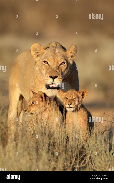 Lioness with young lion cubs (Panthera leo) in early morning light ...