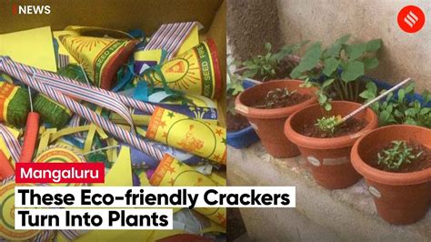 Eco-friendly crackers which turn into plants being made in Karnataka ...