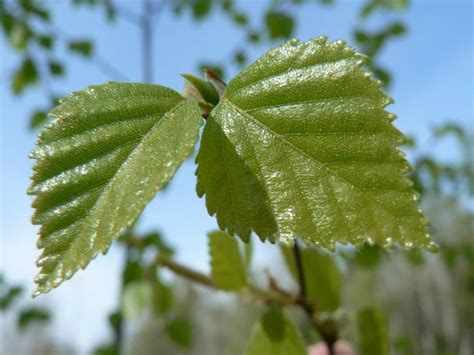 Free picture: birch, tree, leaves