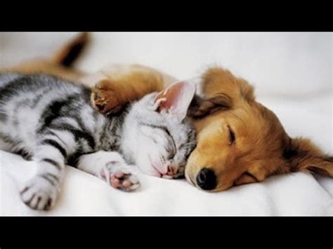 Top 10 Cats and Dogs best friends - YouTube