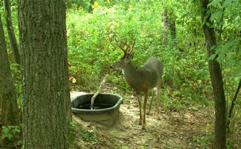 5 Signs Your Whitetail Habitat Design Is Working | Whitetail Habitat ...