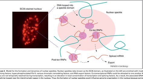 Figure 3 from Pre-mRNA splicing: where and when in the nucleus ...