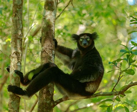 Indri Lemur (Indri indri)- Why is it called Babakoto? - Primates Park