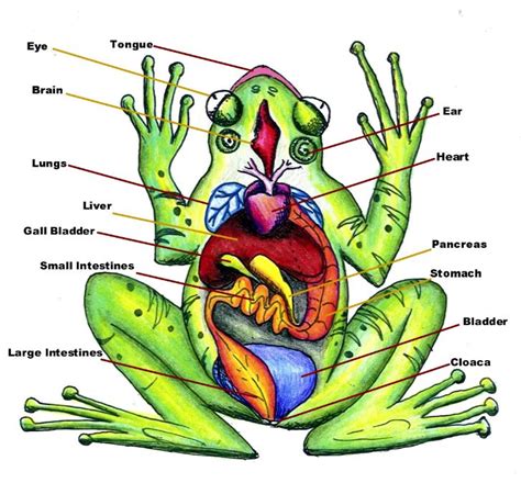 puppies123: Frog Dissection