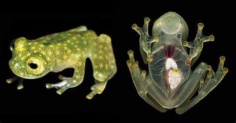 Newly Discovered Frog Species ‘Glass Frogs-Heart On Skin Visible’ Are ...