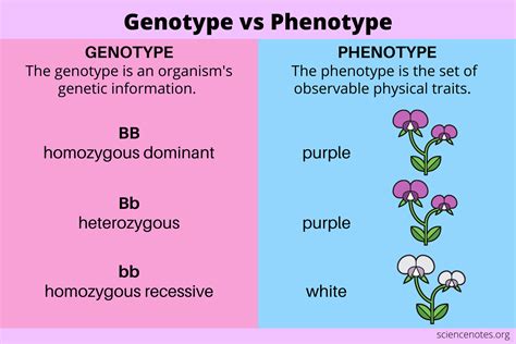 Genotype vs Phenotype - Definitions and Examples