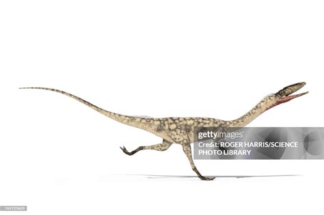 Coelophysis Skeleton Illustration High-Res Vector Graphic - Getty Images