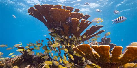 Coral Reef Conservation - Samos Sub