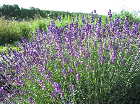 http://skeffling.hubpages.com/hub/Best-French-English-Lavenders ...