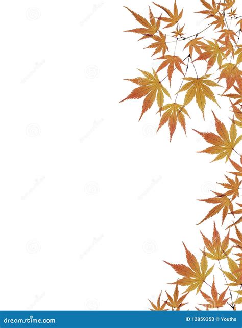 Leaves Border Isolated on White Background Stock Image - Image of frame ...