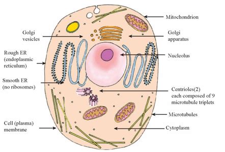 Microtubules In A Cell Diagram