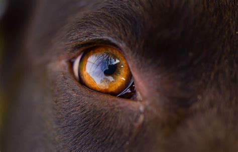 Is Your Dog Eye Discharge Normal or Abnormal? | Cloud 9 Vets