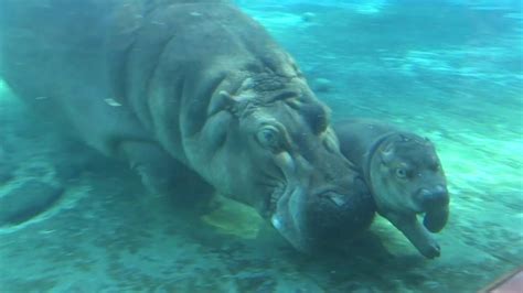 Baby Hippo "Swimming Lessons" - YouTube