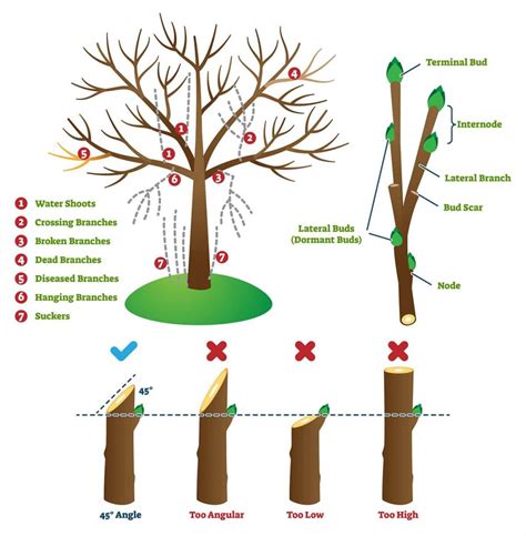 How To Cut A Pear Tree Back at Kenneth To blog