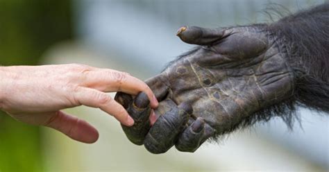 Human, Primate, or both? Quiz - By kujoret1902