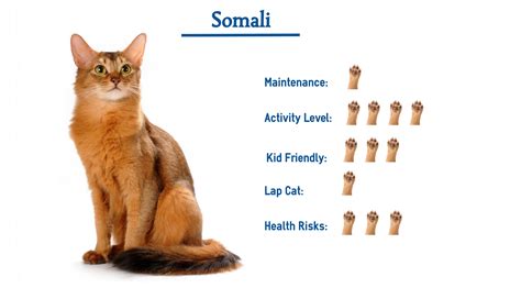 Somali Cat Breed… Everything You Need to Know at a Glance!